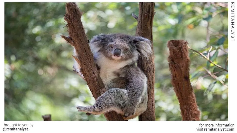 travel-lone-pine-koala-sanctuary
